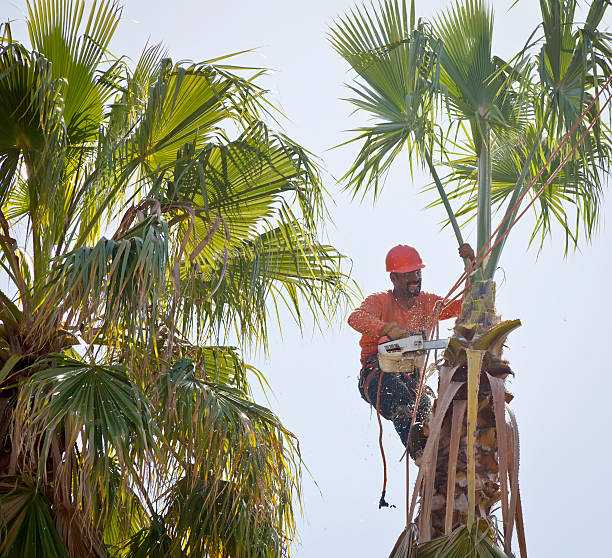 Best Tree Trimming and Pruning  in Rainsville, AL